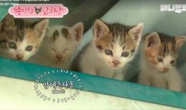 娱乐吃瓜酱猫妈妈视频下载,揭秘萌宠日常